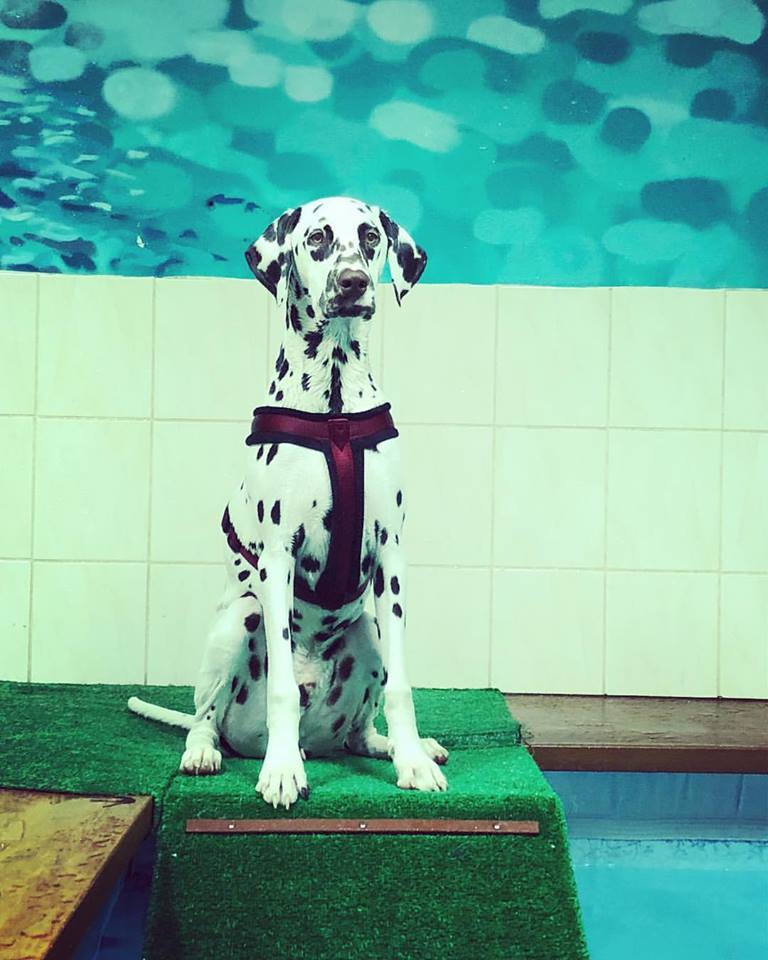 Bodkovaný pes je v bazéne! 🐶 Náš 8 mesačný chlapec Sebastian,  pláva ako ryba vo vode 👍